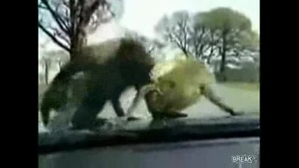 Луди маимуни