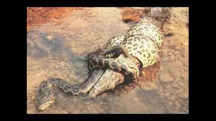 Змии срещу крокодили
