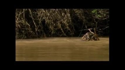 Смъртоностният лов на ягуара
