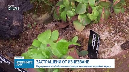 Тревожно изследване: Редки растения и цели еволюционни линии са на ръба на изчезване