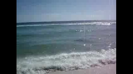 Жива Акула На Плажа