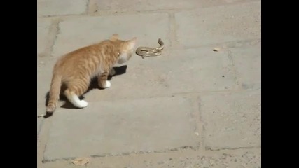 Сладко коте се бори с змия