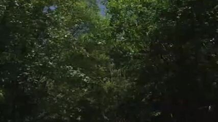 Нелегално гробище край Банкя