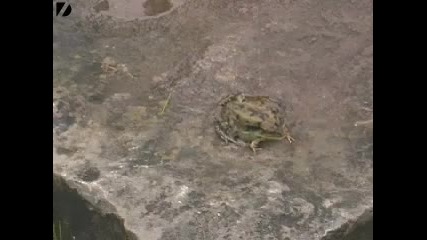 триглава жаба феномен