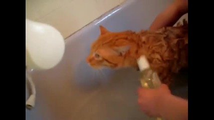 котка не иска да се къпе