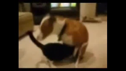 Куче И Котка