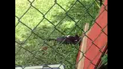 Cat Vs Monkey
