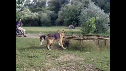 malko ku4e tormozeno ot golemi