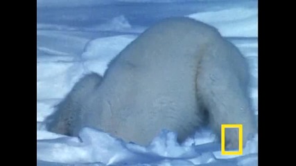 Полярна мечка атакува тюлен 