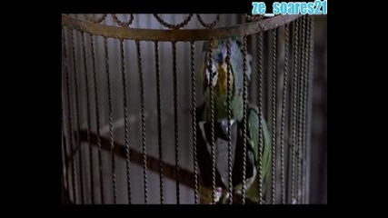 Най - долния папагал в света 