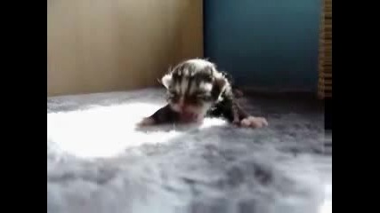 Новородено Котенце 