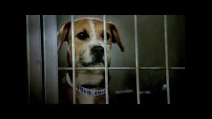 Pedigree Commercial - Mary Grace