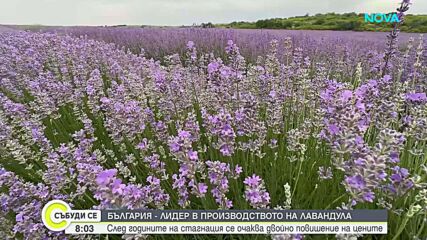 Излиза ли България от кризата с лавандулата?
