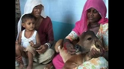 Индийка кърми теленце за да не умре от глад 