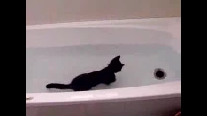 котка плува във вана 