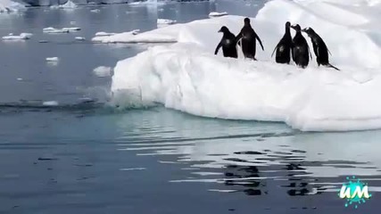 Забавни моменти от живота на Пингвините .. :)))