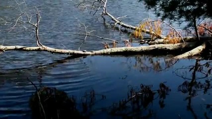 Relaxing Turtles