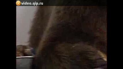 Мечка На Трапезата.страх 