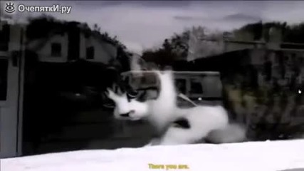 Смешна котка тероризира пощальона.