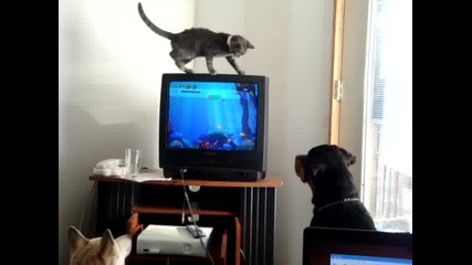 Котки и Куче гледат видеоигри