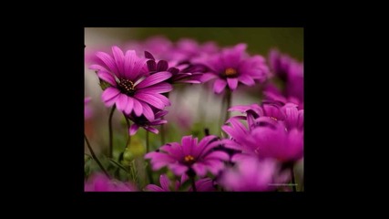 Природа, Радост, Любов, Мир, Хармония, Красота!- Rondo Veneziano