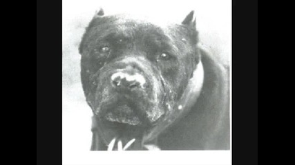 American Game Dogs
