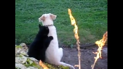 Котка нежно по приятелски прави масаж на куче