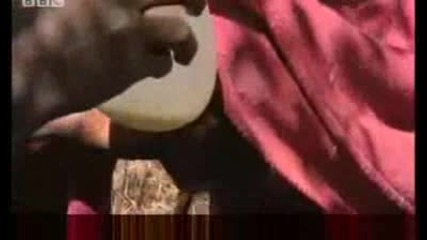 Baby elephants need blanket to be fed! Bbc wildlife