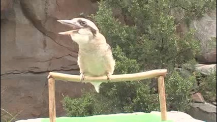 Песента На Кукабурата - Австралийска Птица Имитатор 
