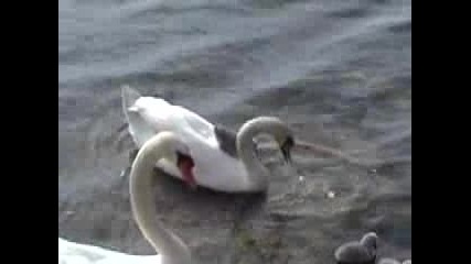 Лебедче Се Вози На Гърба На Мама :)