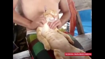 И котките обичат масаж