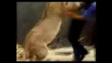 История за лубовта между лъв и хора 2