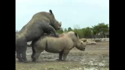 Носорози Правят Секс
