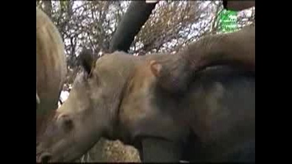 Слон прави секс с хипопотам