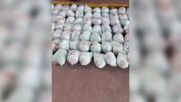 В Мексико заловиха 330 килограма таблетки фентанил, укрити в кокосови орехи (ВИДЕО)