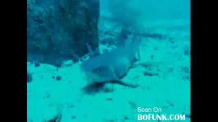 Морски Свят - Акулите като малки Изумително !!