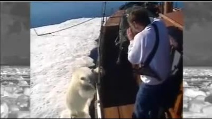 бяла мечка качва на кораба