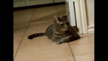 Котка Диджей