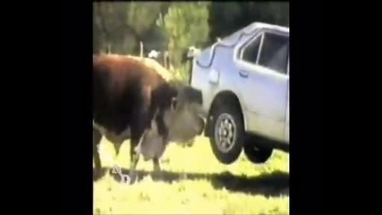 Бик си почиства рогата