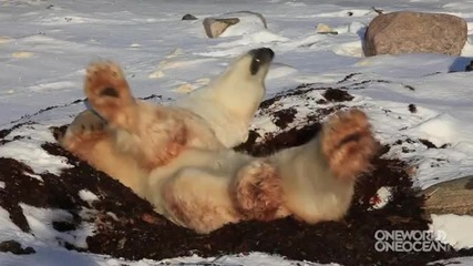 утрото на една полярна мечка