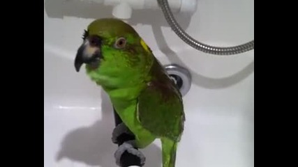 папагал пее в банята