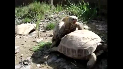 Turtle Sex - 