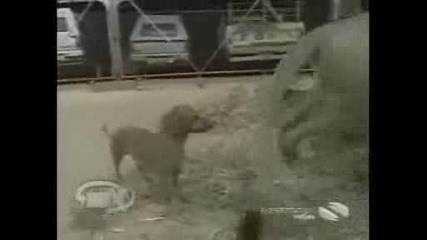 Куче скача на лъв
