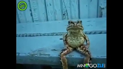супер жаба пич :д