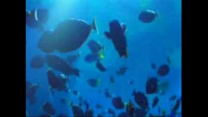 H2o - Sweet Video