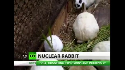 Заек без уши се роди близо до Фукушима