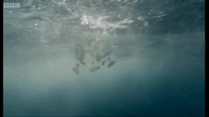 Fish bait ball in open water - Blue Planet - Bbc 