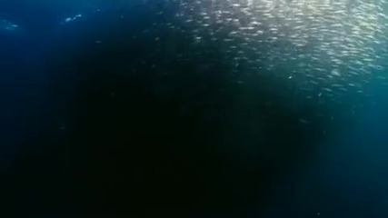 Wild Ocean 3d Trailer Hd (hq)