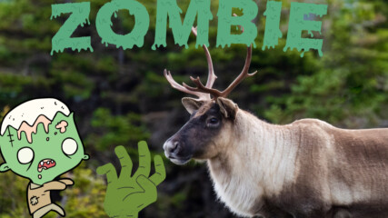 „Болестта на зомби елените“ представлява ли риск за хората?