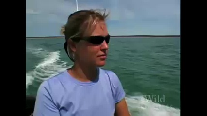 National Geographic Wild Chronicles Turtles vs Sharks
